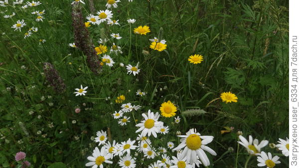 Вот она на обочине деревенской улице, приехала вместе с песчано-гравийной смесью из какого-то карьера. Видел как-то её на глиняном обнажении у реки - желтое пятно было заметно за километр, хотя это был один куст, где-то метра полтора в диаметре.