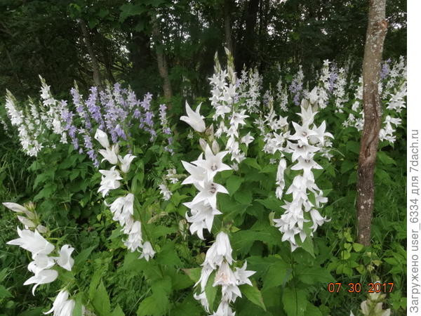 сами растут...