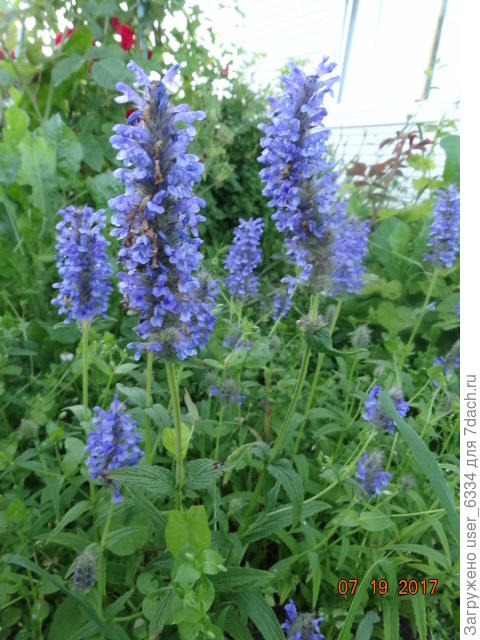 Так неожиданно исчез котовник морщинистый. Интересной особенностью которого было отсутствие какого-либо специфического запаха\вкуса. Трава и трава.