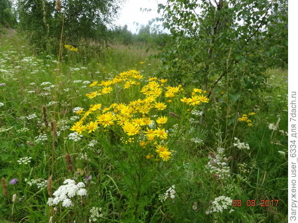 крестовник Якоба.