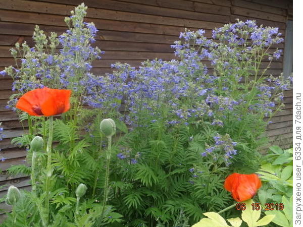 у дома из привезенных семян. Конечно, фото не дают представления о различиях, надо для этого единообразные снимки делать.