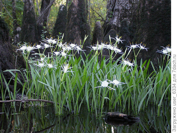 Где-то в болотах Луизианы...
