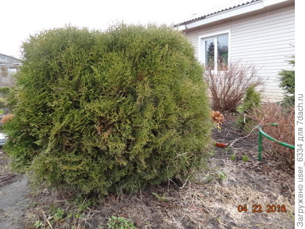 Крупный шар..