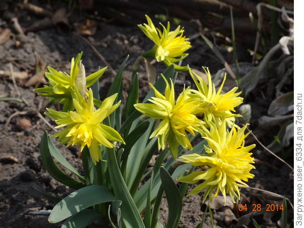 Рип Ван Винкль