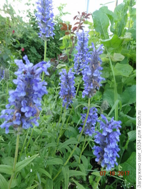 Тоже котовник.  Жилковатый. Интересно, что он совершенно лишен какого-либо запаха, кроме слабого &quot;травяного&quot; . Очень красив и ярок, но, как и другие представители рода, является &quot;малолетником&quot;, то есть склонен к неожиданному исчезновению. Чтоб сохранить его, видимо, надо регулярно делить и пересаживать.