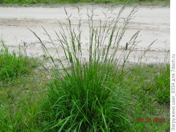 Щучка, то есть дешампсия.