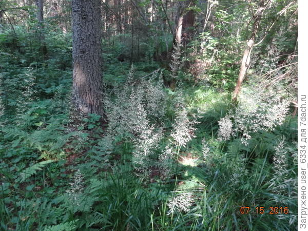 Она же в другом биотопе и другом освещении