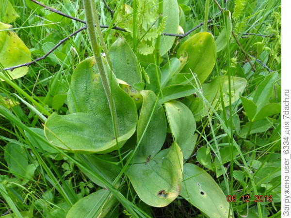 Определил его как тАйник, Listéra ováta. Если правильно, то название это как никак более подходяще. Его стрелки напрочь теряются, таясь на фоне окружающих трав и , отчаявшись получить фото дающее хоть какое-то представление о растении, я снял зелененькие цветочки на фоне собственной грабалки
