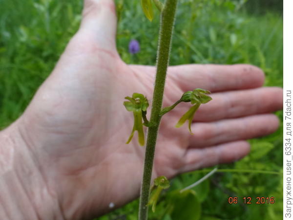 Целиком в кадр не умещаются - теряются среди окружающей растительности