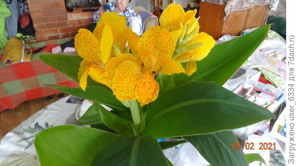 Клео и Эмили. Всё забываю, кто из них кто.