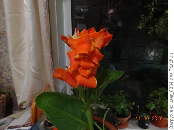 наличие два низких сорта,