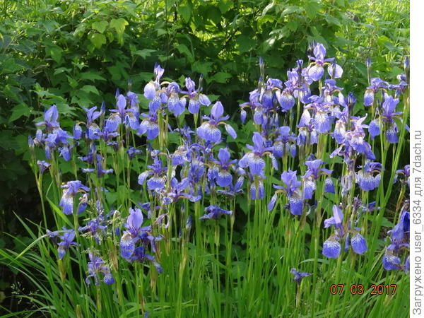 Тоже влаголюбивый, и тоже листва остается после цветения красивой, но она узкая.