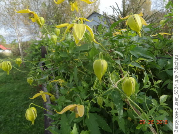 Вот это, кажется, Лемон Дрим и есть, цветы крупные и именно что с лимонным оттенком. Но ни он у односельчан, ни мой с первого фото долго не протянули. Что-то им не нравится. Белые мелкоцветковые трех вариантов живут давно, да и синенькие не кашляют.