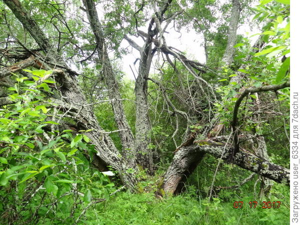 до таких размеров дорастает редко, погибает ещё в более молодом возрасте. для масштаба на снимке ничего нет,  придется верить на слово: каждый из стволов -примерно полтора моих обхвата.