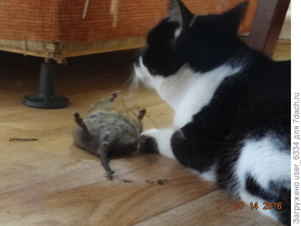 Между прочим, ЭТО - тоже полёвка. Видовое название "водяная", смущать не должно. Запросто пиратствует на участках в километре-другом от водоема, сжирая десятки килограммов корнеплодов и губя молодые плодовые деревья.