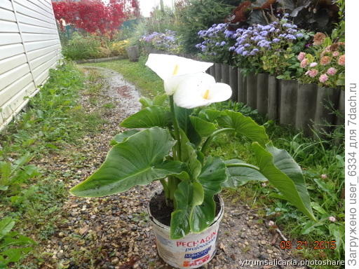 Перед возвращением домой