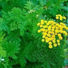 Рассечение сложнее.