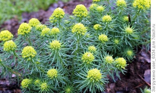 М. кипарисовый