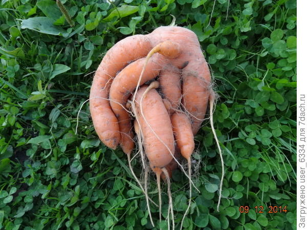 возрождение Ктулху