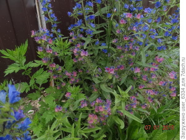 Дико встречается даже у нас, на севере, как заносный