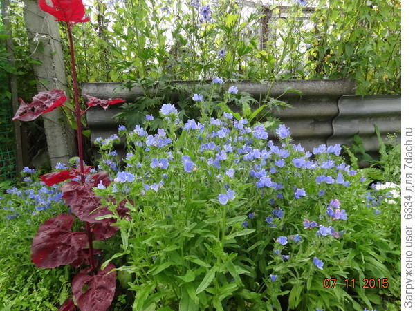 Это однолетний эхиум(синяк) подорожниковый( а может и критский) Цветет в год посева, долго, с начала июля до холодов. Дает самосев. Но не знаю, как относится к бедным почвам.