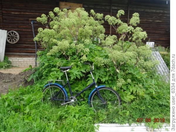 дягиля лекарственного.