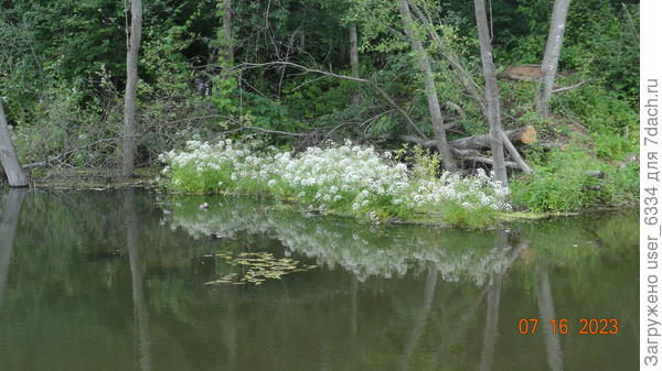 Цикута "ан масс"