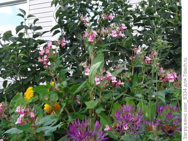 бывают формы и с густо-малиновыми цветами.