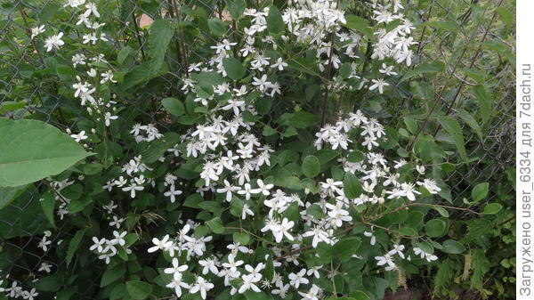 маньчжурский