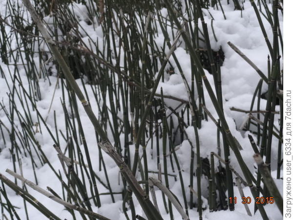 культивируется в "природных" композициях. На фото - глухой уголок настоящего леса.