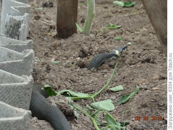 Ну и взрослые особи шмыгают.