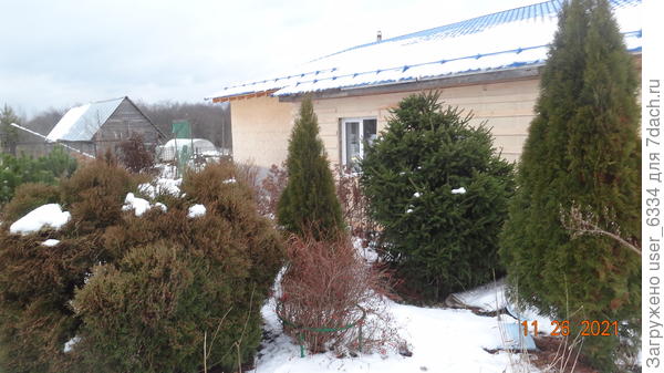 Вот два моих "смарагда" 4 года назад, в компании стриженой лесной ёлки( в центре) и шаровидной туи,  м.б. как раз "даники"