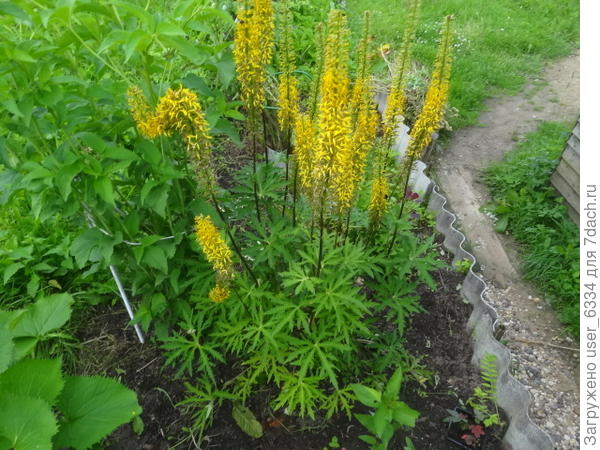 Это другой вид