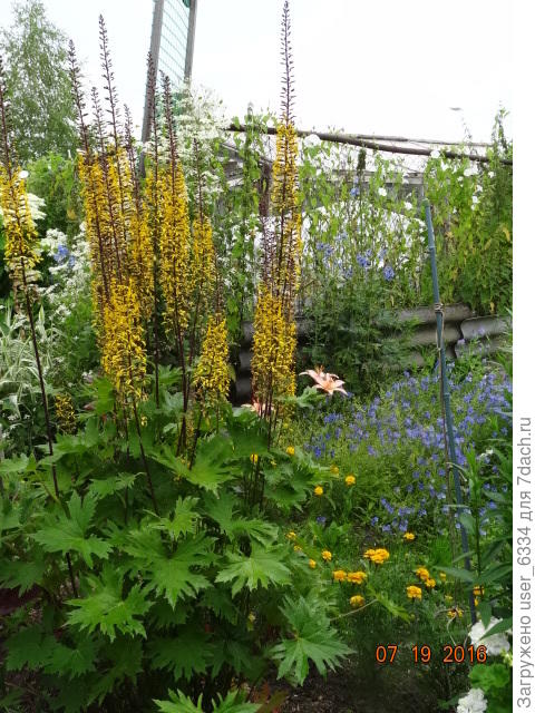 б. Вильсона. Первый из приобретенных.