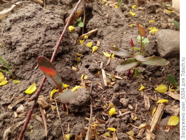 всходы текущего года.