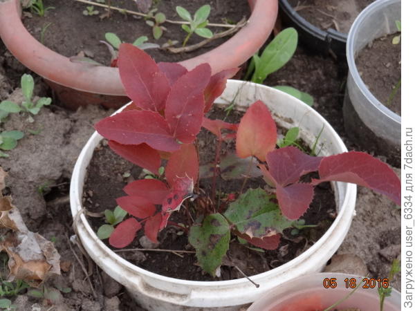 годовалый сеянец