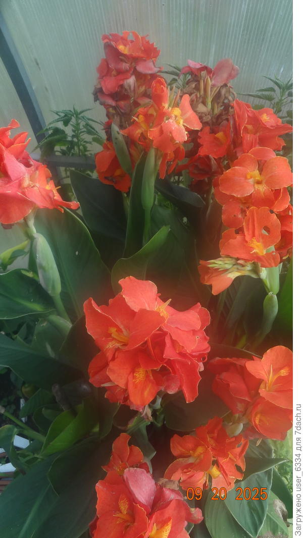 такой он летом в теплице был. Выцвел напрочь, все силы потратил. Никогда такого буйного цветения не наблюдал.