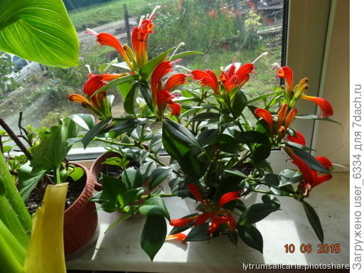 Вот этот молодой эсхинантус тоже растет кустом, хотя и раскидистым.