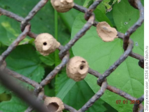 Вот эти горшочки осы-эвмена пережили нашу костромскую зиму! Пустыми, естественно. Осы из куколок вылупляются в начале осени и прячутся уже сами, понадёжней.