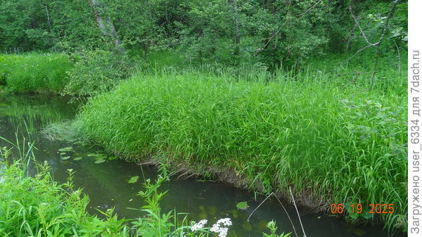 Хотя дикий вариант куда мощнее.