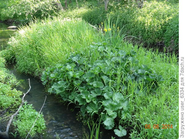 здесь тоже он, на островке в лесной речке