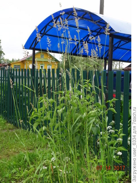 а здесь его метелки поднимаются над забором на двухметровую высоту. Белый же почти не цветет, но ползёт исправно.