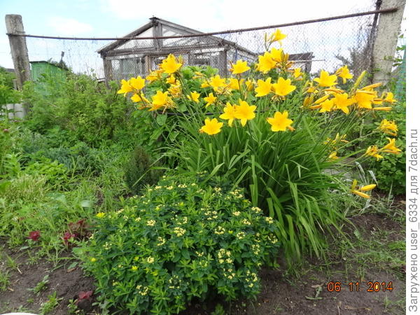 вот этот ещё и душистый