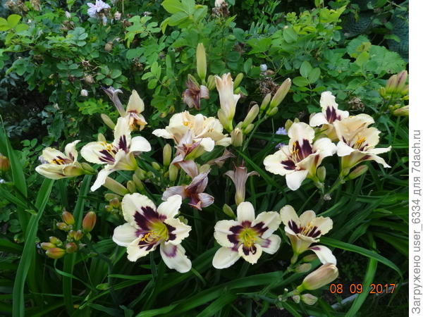 в некоторые годы удавались и сортовые. но это лет через 5 после посадки.