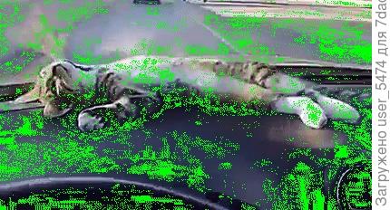 едем с дачи.Кот задолбался больше всех