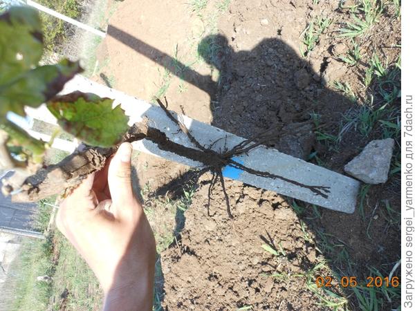 root