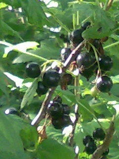 Смородинаю