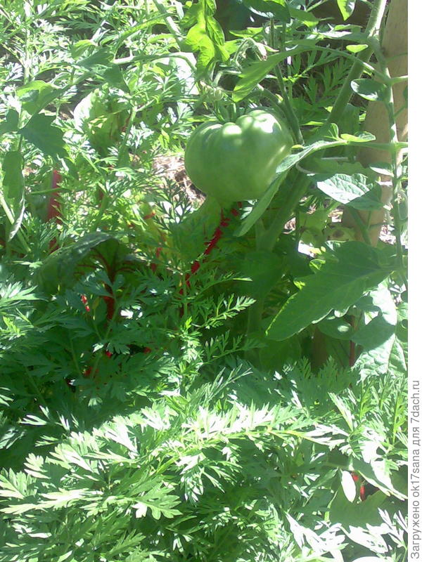 Томаты, морковь и бурак.