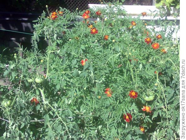 Один куст бархотцев и грядка с томатами и базиликом.