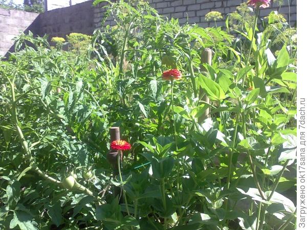 Томаты с цинией (майоры).